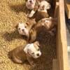 Adorable Olde English Bulldogge Puppies Ready for Their Forever Homes!