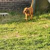 AKC Bloodhound Puppies