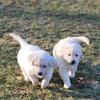Golden retriever charm in every wag
