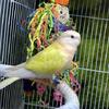 Bourke’s parakeet Lutino hen