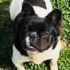 French Bulldog Fluffy up for adoption $2,000