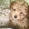 Cream and white toy poodle boy