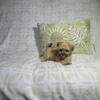 Morkie Puppies Females