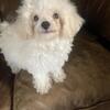 Poodles 