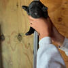 Black lab