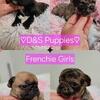 French bulldog puppies! Four girls!