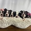 Boston Terrier puppies