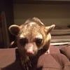 Kinkajou