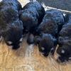 AKC Miniature Schnauzer Puppies