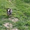 Blue Heeler Puppies