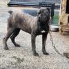 Cane Corso Brindle Female Puppy 11 Months Old