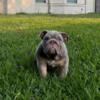 English bulldog puppy