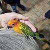Handfed baby sun conure