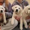 White Lab Puppy - male