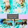 Miniature dachshund pups