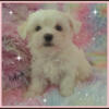 Our Gorgeous New Baby~ Female Malshi Puppy (3/4 Maltese 1/4 Shihtzu) ~ "Ava"
