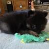 Adorable pomeranian male puppy Fella SOLD