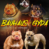 American Bully FEMALE