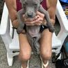 Pitbull puppies for sale