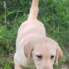 Male Labrador Retriever