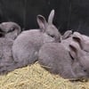 AMERICAN BLUE RABBITS