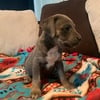 ICCF cane corso puppies