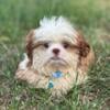 Shih-tzu puppy For sale