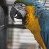 Beautiful Blue & Gold Macaw