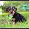 Alex Male Morkie