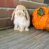 VM Orange Holland Lop Doe