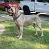 Stud service Formentino Cane Corso Stud Service Cruz K9