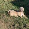 American bully pup for sale