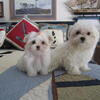 Millers Maltese Puppies