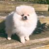 CKC Pomeranian: CHIEF