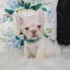 SOOO CUTE FLUFFY FRENCH BULLDOG