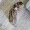 BENGAL KITTENS