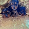 Yorkie puppies available