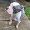 Female bully grey/white