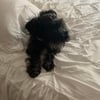 Teacup Schnauzer - Stud Service Wanted