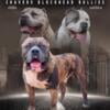 “NoKutzKennel” American Bullies 