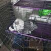2 Female Chinchillas w/ 3 tier cage and accesories
