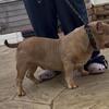 American bully