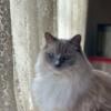 Beautiful Ragdoll Seeking Forever Home