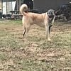 PURE BRED KANGAL PUPPIES