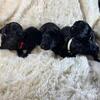 Giant schnauzer puppies