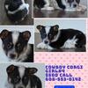 Cowboy Corgi Female 4