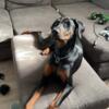 8 month old Doberman