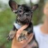 Gorgeous Akc French Bulldogs