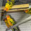 Young sun conures