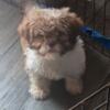 shih tzu boy. 3 months old